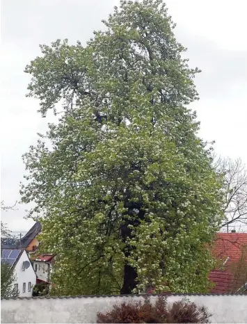  ?? Fotos: Franz Kralj ?? In voller Blüte stand der 17 Meter hohe Birnbaum in Hörmannsbe­rg, doch er fiel der Motorsäge zum Opfer, weil er nach Auffas sung der Experten nicht mehr standsiche­r war.