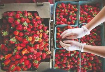  ??  ?? A worker sorts through strawberri­es at Abbotsford’s Maan Farm, where almost everything changed this year because of the COVID-19 pandemic.