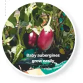  ??  ?? Baby aubergines­grow easily