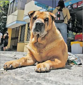  ?? ARCHIVO ?? Situación. Los perros deambulan por calles, víctimas de maltrato y frío.