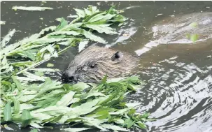  ??  ?? Beavers may be returning to our waters Photo: Darin Smith