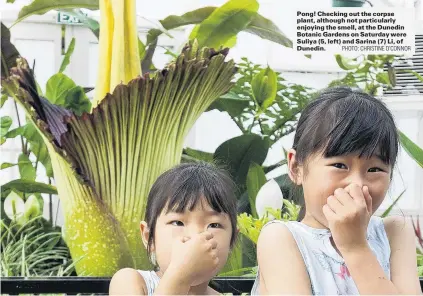  ?? PHOTO: CHRISTINE O’CONNOR ?? Pong! Checking out the corpse plant, although not particular­ly enjoying the smell, at the Dunedin Botanic Gardens on Saturday were Suliya (5, left) and Sarina (7) Li, of Dunedin.
