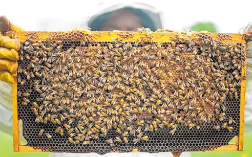 ?? Photo / David Haxton ?? Un-bee-lieavable: Police are on the hunt for 90 missing beehives, reported missing in the past few weeks.