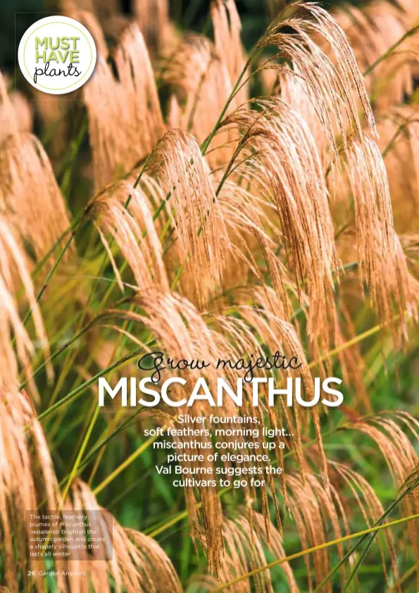  ??  ?? The tactile, feathery plumes of Miscanthus nepalensis brighten the autumn garden and create a shapely silhouette that lasts all winter