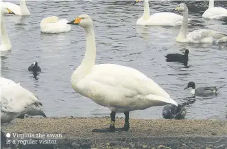  ?? Virginia the swan is a regular visitor ??