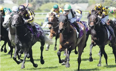  ?? Picture / Trish Dunell ?? Chenille (centre) is the likely favourite for the Waikato Cup on Saturday.