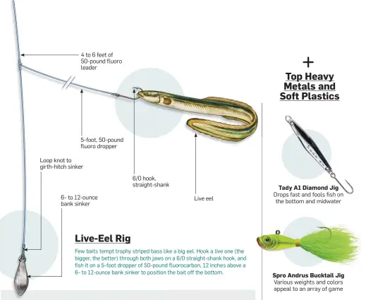  ??  ?? 4 to 6 feet of 50-pound fluoro leader 5-foot, 50-pound fluoro dropper
Loop knot to girth-hitch sinker 6- to 12-ounce bank sinker Live-eel Rig 6/0 hook, straight-shank Live eel Few baits tempt trophy striped bass like a big eel. Hook a live one (the...