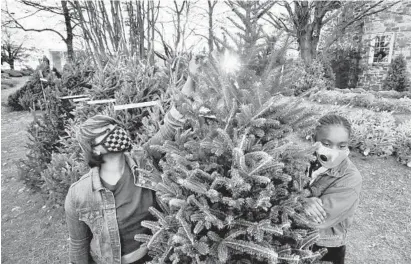  ?? AMY DAVIS/BALTIMORE SUN ?? Venna McKoy, left, and her daughter, Zaria Medley, 12, of Penn Lucy, select a Fraser fir at the Christmas tree sale at St. Pius X Church.