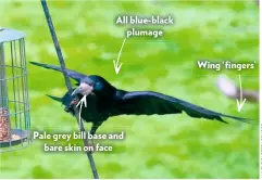 ??  ?? All blue-black plumage Pale grey bill base and bare skin on face Wing ‘fingers’
