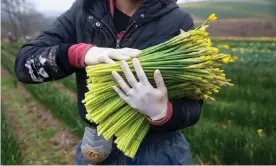  ?? Photograph: Jonny Weeks/The Observer ?? ‘Look for the closed ones and the tall ones’: the fastest workers can pick 1,600 bundles in a day.