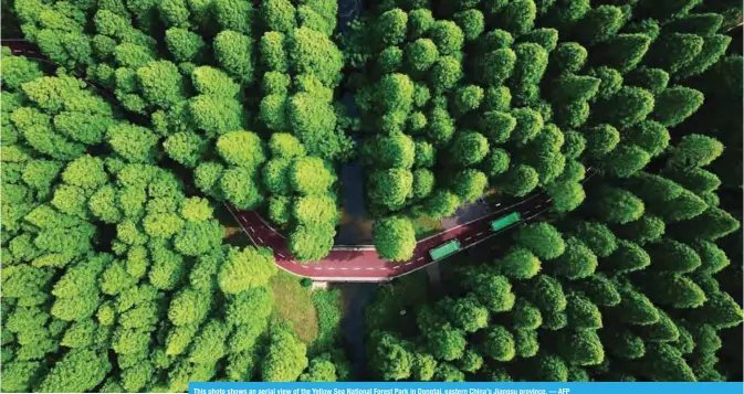  ??  ?? This photo shows an aerial view of the Yellow Sea National Forest Park in Dongtai, eastern China’s Jiangsu province. — AFP