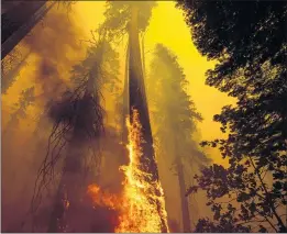  ?? PHOTOS BY NOAH BERGER — THE ASSOCIATED PRESS ?? Flames burn up a tree as part of the Windy fire in the Trail of 100Giants grove in Sequoia National Forest.