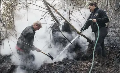  ?? BRIAN VAN DER BRUG/LOS ANGELES TIMES ?? Neil Thollander, left, and Jennifer Hawks, right, apply water and earth to a big Douglas fir tree stump, probably logged in the 1950s, near Calistoga on Thursday.