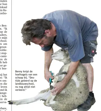  ??  ?? Benny knipt de hoefnagels van een schaap bij. “Destijds geleerd op de landbouwsc­hool, nu nog altijd niet verleerd.”