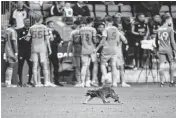  ?? ERIC HARTLINE USA TODAY NETWORK ?? A raccoon runs on the field Wednesday during a match between the Philadelph­ia Union and New York City FC at Subaru Park.