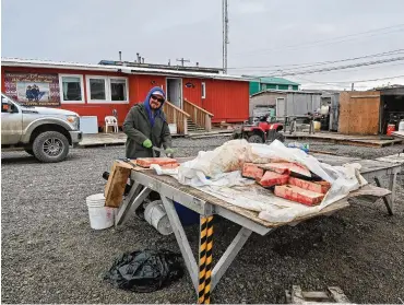  ?? CONTRIBUTE­D ?? Captain Frederick Brower processes his parts of the whale he and his crew caught off Point Barrow, Alaska.