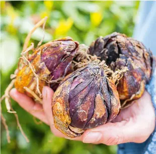  ??  ?? Bulbs such as lilies, above and left, work well in pots as they can then be moved around to sunnier spots before the first frosts