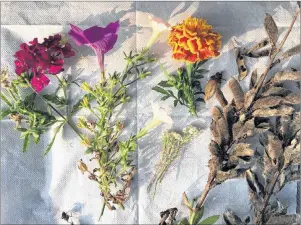  ?? CONTRIBUTE­D PHOTO ?? Seeds are easy to collect from annuals and biennials such as petunia, marigold, alyssum and lupine.