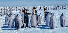  ?? ?? Experts say that if greenhouse gas emissions continue at current levels, the emperor penguin population will plunge by 99% by 2100. Photo: NOAA