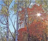  ?? CHELSEY LEWIS, MILWAUKEE JOURNAL SENTINEL ?? Fall colors blanket the trees along the North Country Trail in Ashland County, Wis.