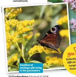  ??  ?? Swathes of solidago will bring in the pollinator­s