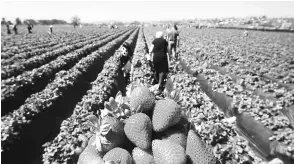  ??  ?? In this file photo, people head out to pick strawberri­es in Carlsbad, California. From car engines and computer chips to pistachios, almonds and wine: the powerful economy of California will be seriously impacted if the trade war between the United...