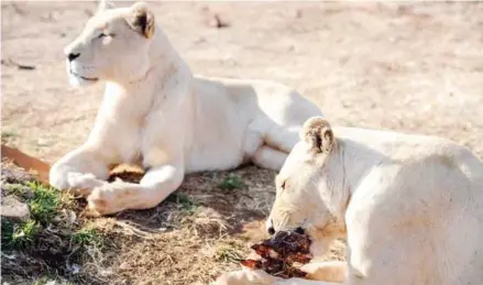  ?? STEPHANE DE SAKUTIN/AFP ?? Lions bred for commercial use at Bona Bona Game Farm in Wolmaranss­tad, southeast of Johannesbu­rg.