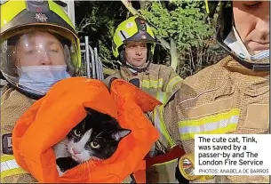  ?? PHOTOS: ANABELA DE BARROS ?? The cute cat, Tink, was saved by a passer-by and The London Fire Service