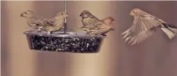  ?? COURTESY PHOTO ?? A family of house finches feeds on birdseed.