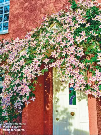  ??  ?? Clematis montana makes a lovely frame for a porch