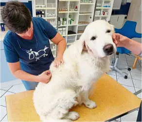  ?? – dpa ?? Muffin sits calmly while veterinari­an Schaumburg injects him with a homeopathi­c remedy to treat his back pain. Alternativ­e medicine is increasing­ly being used to treat animals, although some vets would advise caution.