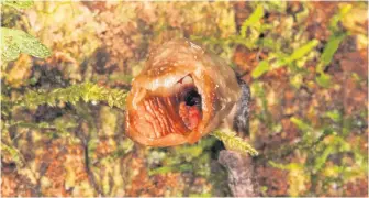  ?? RICK BURIAN • HANDOUT VIA REUTERS ?? The Gastrodia agnicellus orchid, is seen in this handout photo taken in Madagascar, has been deemed the world's ugliest orchid, It was officially named as a new species last year.