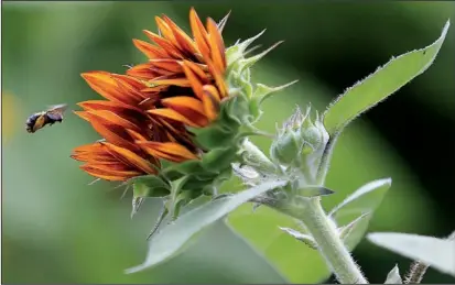  ?? Democrat-Gazette file photo/STATON BREIDENTHA­L ?? Helianthus — sunflower — comes in a wide variety of types.