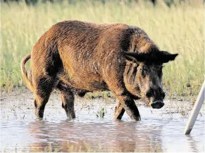  ?? Chronicle file photo ?? Residents in the Kingwood area are seeing a resurgence of feral hogs, especially along Lake Houston. Officials are working to try to determine the best way to control the pests, which uproot lawns and destroy vegetation.