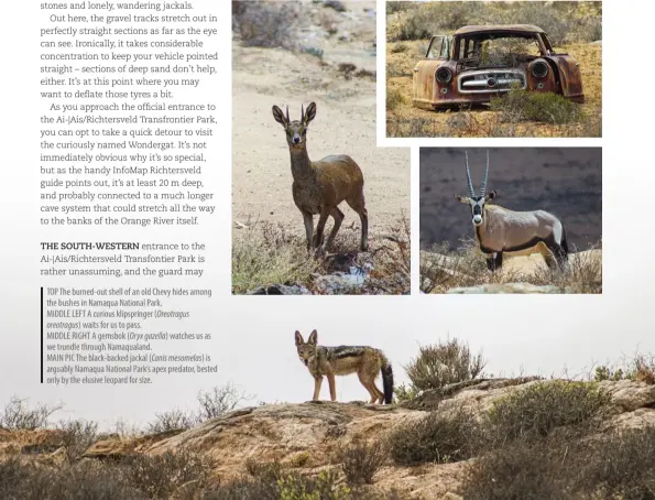  ??  ?? TOP The burned-out shell of an old Chevy hides among the bushes in Namaqua National Park. MIDDLE LEFT A curious klipspring­er (Oreotragus oreotragus) waits for us to pass. MIDDLE RIGHT A gemsbok (Oryx gazella) watches us as we trundle through Namaqualan­d. MAIN PIC The black-backed jackal (Canis mesomelas ) is arguably Namaqua National Park’s apex predator, bested only by the elusive leopard for size.