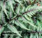  ?? ?? Japanese painted fern ‘Red Beauty’