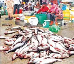  ?? HENG CHIVOAN ?? A pile of ‘pra’ type shark catfish on sale in Chraing Chamreh I commune of the capital’s Russey Keo district on August 25.