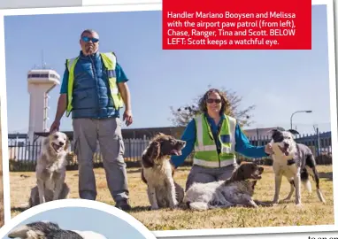  ??  ?? Handler Mariano Booysen and Melissa with the airport paw patrol (from left), Chase, Ranger, Tina and Scott. BELOW LEFT: Scott keeps a watchful eye.