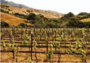  ?? ?? Parr has planted obscure grape varieties including Altesse, Jacquere and Sauvignon Vert.