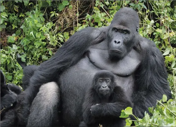  ?? (AP/Dian Fossey Gorilla Fund) ?? A silverback and an infant Grauer’s gorilla are seen April 17, 2014, in Kahuzi Biega National Park in the Democratic Republic of the Congo.