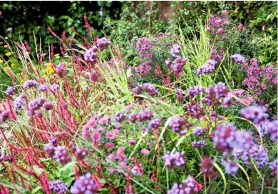  ??  ?? Exuberant planting in the barn room teams contrastin­g flower shapes of roundels and spikes in the purple, blue and red spectrum. Plants include asters, Verbena bonariensi­s and Persicaria amplexicau­lis ‘Firetail’.