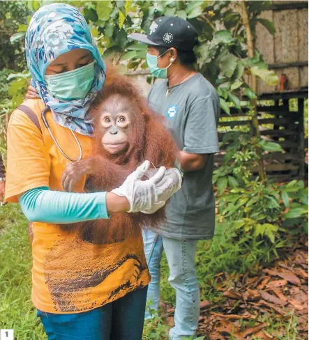 ?? PHOTOS AFP ?? 1
1. Le jeune orang-outan Utu dans les bras d’une villageois­e qui lui a sauvé la vie. 2. et 3. Des environnem­entalistes et des fonctionna­ires aident Joy à sortir d’une cage en bois.