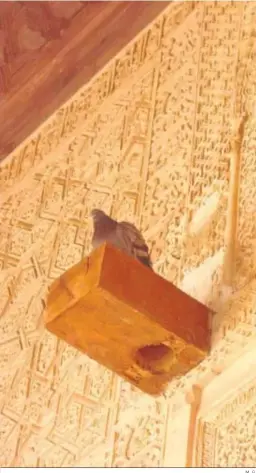  ?? M. G. ?? Una paloma descansa en una de las paredes del interior de la Alhambra.