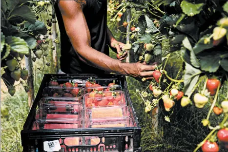  ?? ALEX ATACK/THE NEW YORK TIMES ?? Tobias Logavatu picks strawberri­es amid the pandemic last month at a farm in Surrey County, southwest of London.