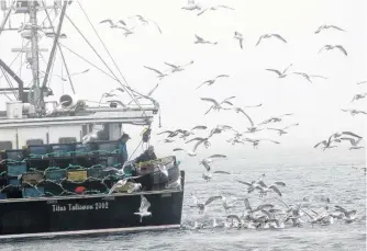  ?? AMY TUDOR PHOTO ?? As fishermen hauled up lobster gear to bring things back ashore at the Westport Wharf on Digby Neck, an escort of seagulls also decided to get in on the action.