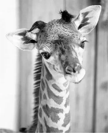  ?? DISNEY/COURTESY PHOTO ?? Disney’s Animal Kingdom welcomed a female Masai giraffe during the early hours Tuesday.