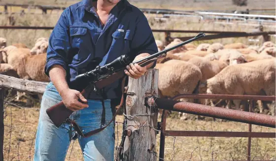  ?? Pictures: Contribute­d ?? Unrestrain­ed Western Downs dogs are attacking anything that moves, most recently an elderly woman's dog and a child.