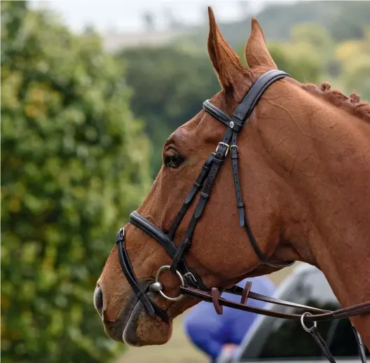  ??  ?? Left, top: the writer and Nelson and Massey Rowe’s ‘The Cob’ enjoy a day with the Quorn. Left: Adda Birch Reynardson on Victor.
Above: Greenhall Homebrew