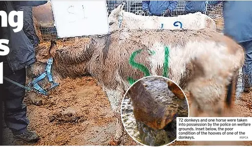  ?? RSPCA ?? 72 donkeys and one horse were taken into possession by the police on welfare grounds. Inset below, the poor condition of the hooves of one of the donkeys.