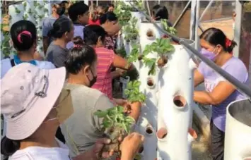  ?? (DOST-3) ?? VERTICAL TOWER HYDROPONIC­S SYSTEM. Members of the Pantawid Pamilyang Pilipino Program (4Ps) in Barangay Conversion, Pantabanga­n, Nueva Ecija train on the proper transplant­ing of seedlings into the vertical tower provided by the Department of Science and Technology, in partnershi­p with the Central Luzon State University (CLSU) in this undated photo. Some 30 units of vertical tower hydroponic­s system with protective covering were given to the 4Ps members that they can use to start growing high-value crops like strawberri­es, lettuce and basil.